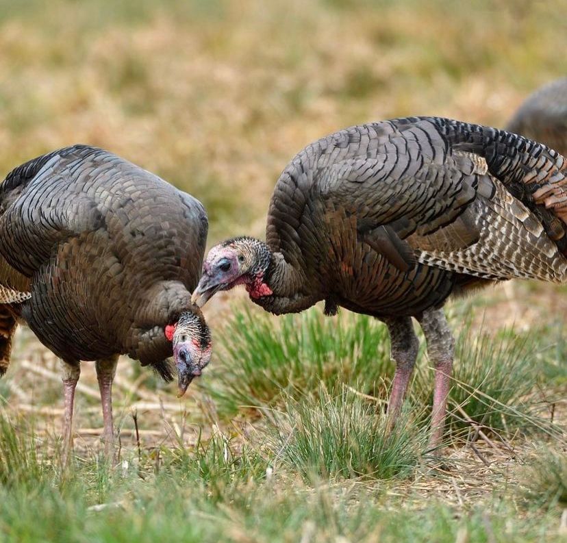 Black Slate Turkey